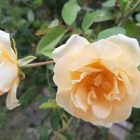 Villino La Rosa Antica Appartamento *
